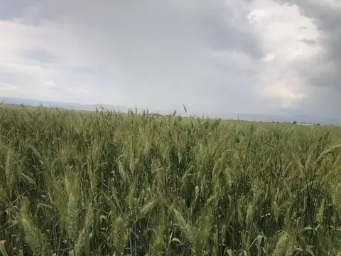 Sandıklı, Afyonkarahisar saha ziyareti (Haziran 2020) — buğday, patates