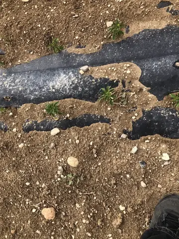 Sandıklı, Afyonkarahisar saha ziyareti (Haziran 2020) — buğday, patates