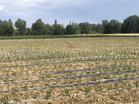 Sandıklı, Afyonkarahisar saha ziyareti (Haziran 2020) — buğday, patates