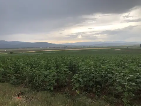 Sandıklı, Afyonkarahisar saha ziyareti (Haziran 2020) — buğday, patates