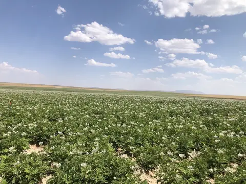 Emirdağ, Afyonkarahisar saha ziyareti (Temmuz 2020) — patates