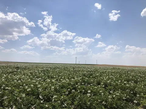 Emirdağ, Afyonkarahisar saha ziyareti (Temmuz 2020) — patates