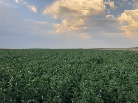 Emirdağ, Afyonkarahisar saha ziyareti (Temmuz 2020) — patates
