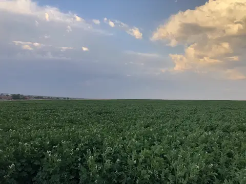 Emirdağ, Afyonkarahisar saha ziyareti (Temmuz 2020) — patates