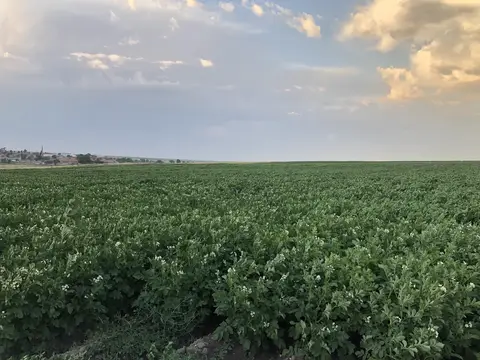Emirdağ, Afyonkarahisar saha ziyareti (Temmuz 2020) — patates