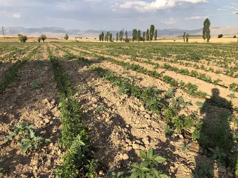 Sandıklı, Afyonkarahisar saha ziyareti (Temmuz 2020) — kabak, ayçiçeği