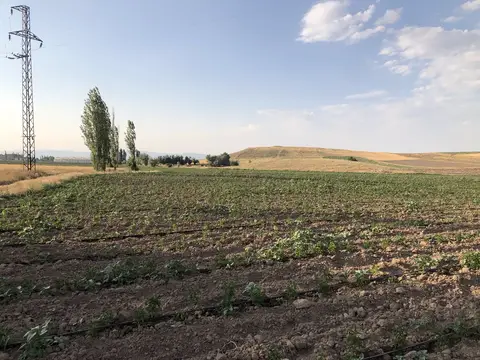 Sandıklı, Afyonkarahisar saha ziyareti (Temmuz 2020) — kabak, ayçiçeği
