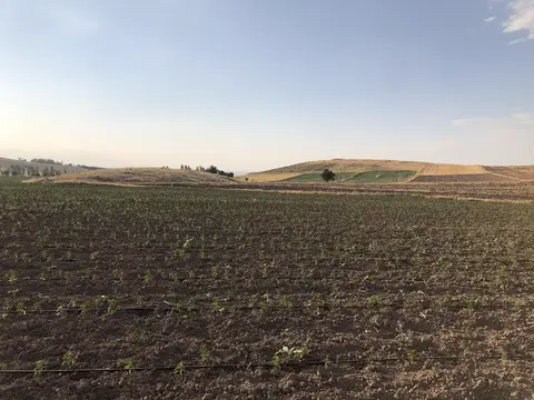 Sandıklı, Afyonkarahisar saha ziyareti (Temmuz 2020) — kabak, ayçiçeği