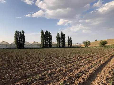 Sandıklı, Afyonkarahisar saha ziyareti (Temmuz 2020) — kabak, ayçiçeği
