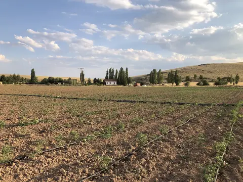 Sandıklı, Afyonkarahisar saha ziyareti (Temmuz 2020) — kabak, ayçiçeği