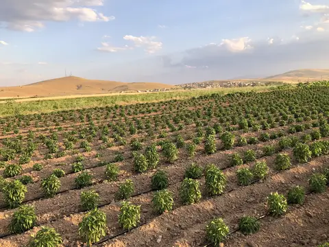 Sandıklı, Afyonkarahisar saha ziyareti (Temmuz 2020) — kabak, ayçiçeği