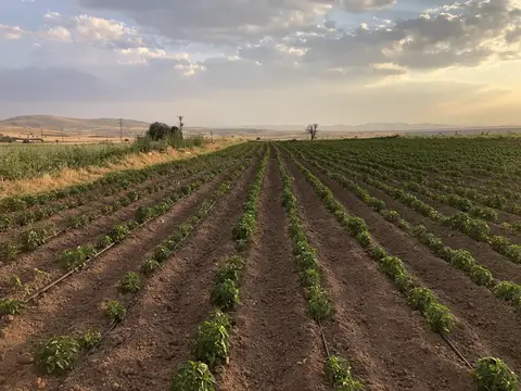 Sandıklı, Afyonkarahisar saha ziyareti (Temmuz 2020) — kabak, ayçiçeği