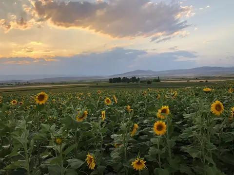 Sandıklı, Afyonkarahisar saha ziyareti (Temmuz 2020) — kabak, ayçiçeği