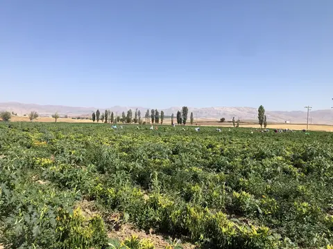 Afyonkarahisar saha ziyareti (Eylül 2020) — domates