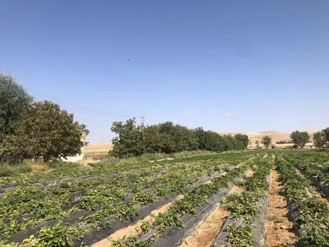Afyonkarahisar saha ziyareti (Eylül 2020) — domates
