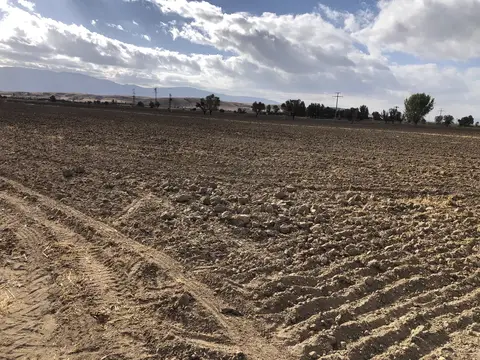 Sandıklı, Afyonkarahisar saha ziyareti (Ekim 2020) — domates, soğan