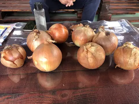 Sandıklı, Afyonkarahisar saha ziyareti (Ekim 2020) — domates, soğan