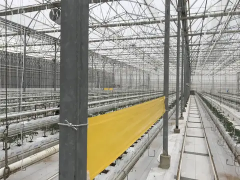 Afyonkarahisar Merkez, Afyonkarahisar saha ziyareti (Ocak 2021) — domates