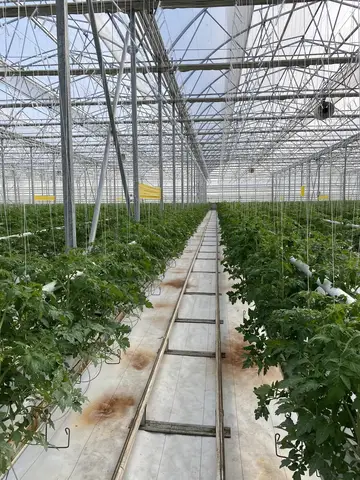 Afyonkarahisar Merkez, Afyonkarahisar saha ziyareti (Şubat 2021) — domates