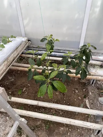 Sandıklı, Afyonkarahisar saha ziyareti (Mart 2021) — sera