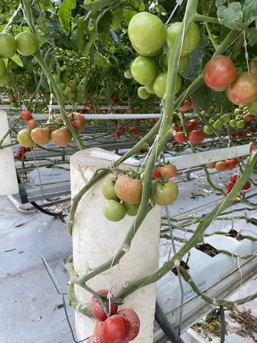 Afyonkarahisar Merkez, Afyonkarahisar saha ziyareti (Mayıs 2021) — domates