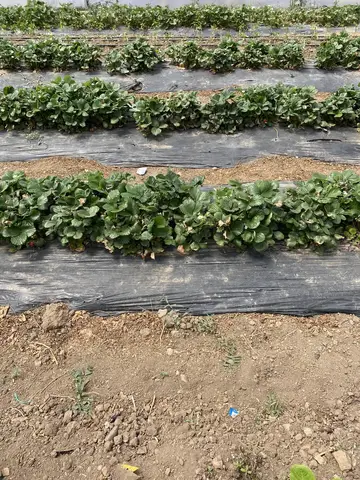 Afyonkarahisar saha ziyareti (Mayıs 2021) — kavun