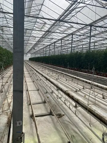 Sandıklı, Afyonkarahisar saha ziyareti (Eylül 2022) — domates