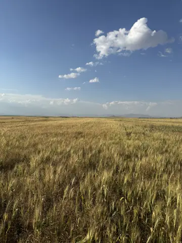 Ağrı saha ziyareti (Temmuz 2026) — buğday