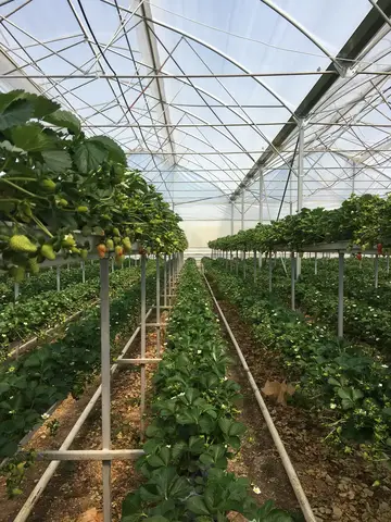 Antalya saha ziyareti (Mart 2017) — çilek