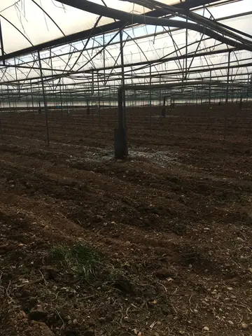 Antalya saha ziyareti (Mart 2017) — çilek