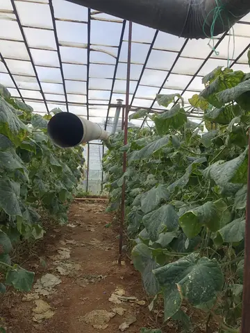 Antalya saha ziyareti (Şubat 2020) — salatalık