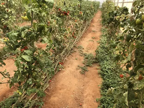 Kepez, Antalya saha ziyareti (Haziran 2020) — domates