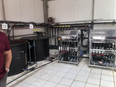 Kepez, Antalya saha ziyareti (Haziran 2020) — domates