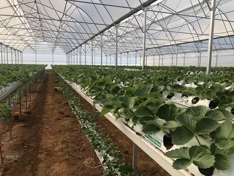Aydın saha ziyareti (Aralık 2019) — çilek