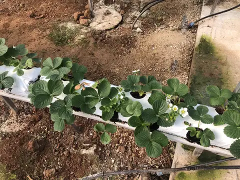 Aydın saha ziyareti (Aralık 2019) — çilek