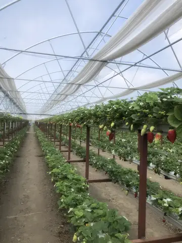 Aydın saha ziyareti (Mart 2020) — çilek