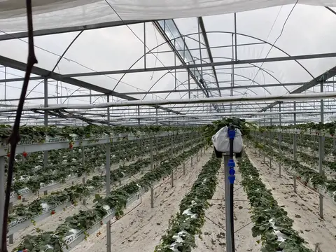 Aydın saha ziyareti (Şubat 2021) — çilek