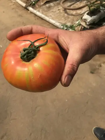 Azerbaycan saha ziyareti (Mayıs 2017) — domates