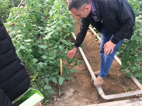 Azerbaycan saha ziyareti (Ekim 2017) — marul, domates, salatalık
