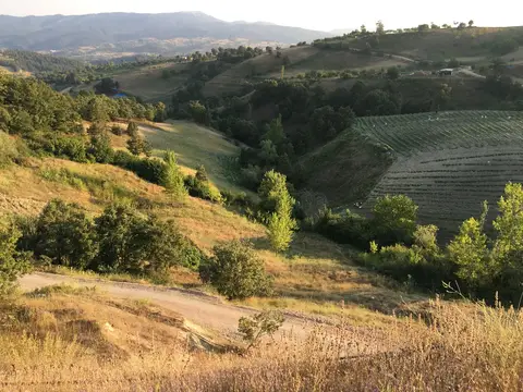 Balıkesir saha ziyareti (Temmuz 2016) — domates