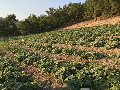 Balıkesir saha ziyareti (Temmuz 2016) — domates