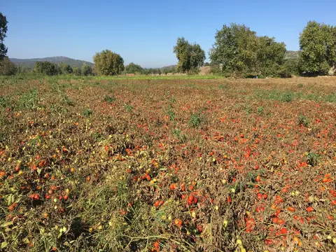 Balıkesir saha ziyareti (Eylül 2016) — domates