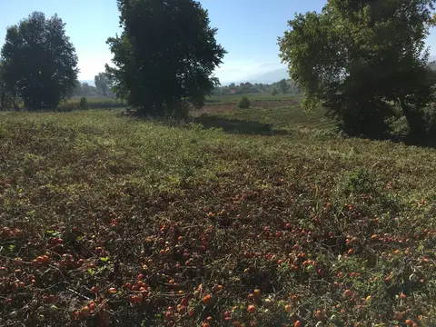 Balıkesir saha ziyareti (Eylül 2016) — domates