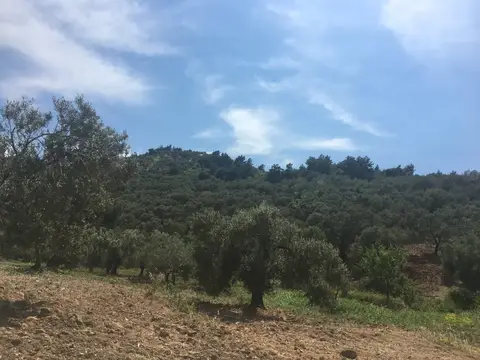 Balıkesir saha ziyareti (Mayıs 2017) — zeytin