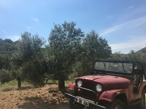 Balıkesir saha ziyareti (Mayıs 2017) — zeytin