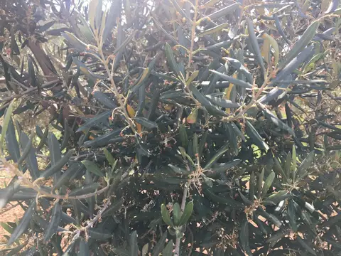 Balıkesir saha ziyareti (Mayıs 2017) — zeytin