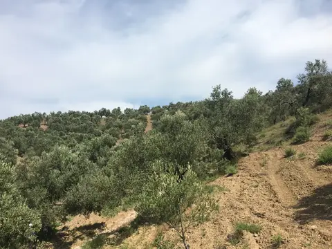 Balıkesir saha ziyareti (Mayıs 2017) — zeytin