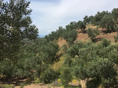 Balıkesir saha ziyareti (Mayıs 2017) — zeytin