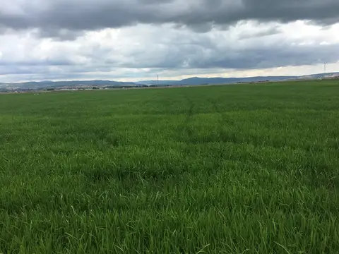 Balıkesir saha ziyareti (Temmuz 2017) — buğday, patates