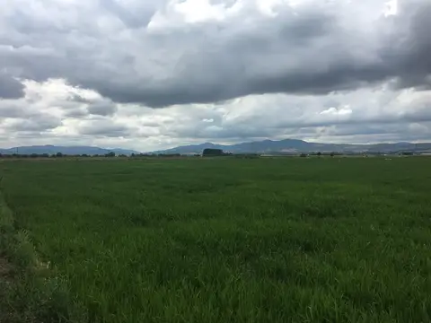 Balıkesir saha ziyareti (Temmuz 2017) — buğday, patates
